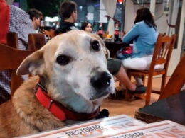 Lugares-pet-friendly-Piura