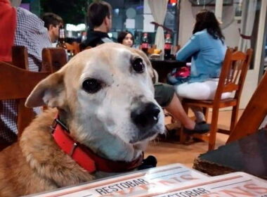 Lugares-pet-friendly-Piura