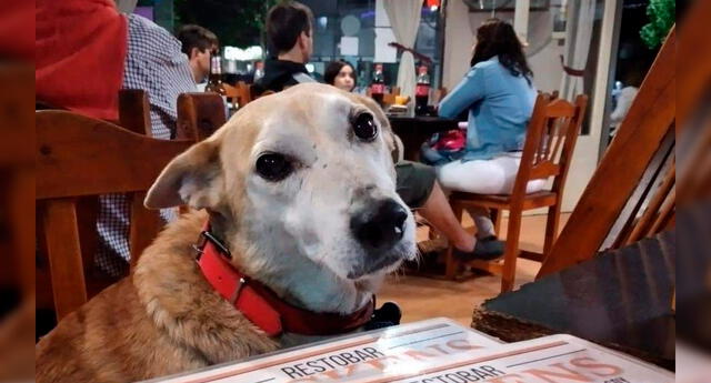 Lugares-pet-friendly-Piura